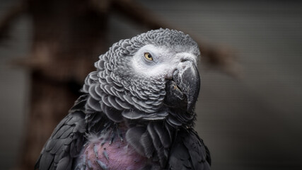 Sleepy African Grey Parrot with a Small Plucked Area © Ian