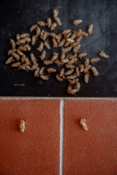 Three Empty Cicada Shells on Terracotta Textured Surface with Copy Space