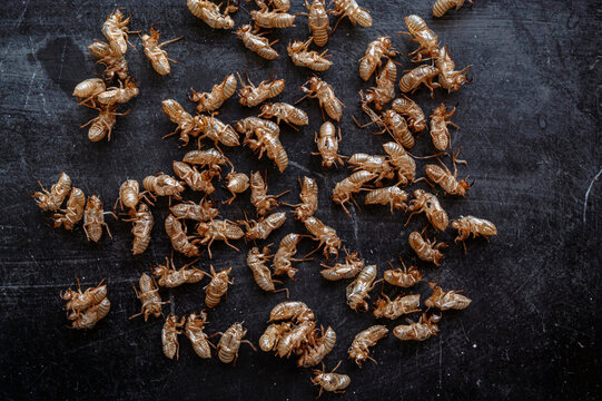 Many Empty Cicada Shells Forming Natural Pattern on Dark Background