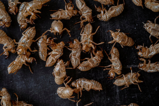 Many Empty Cicada Shells Forming Natural Pattern on Dark Background
