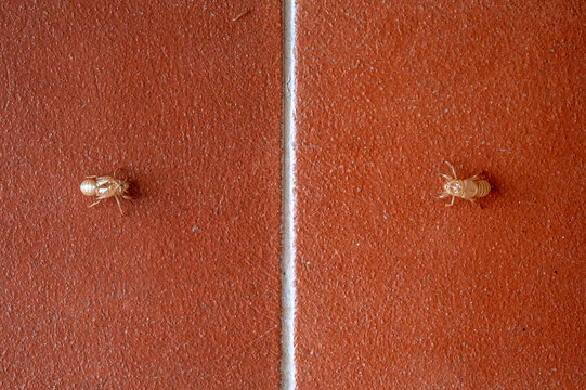 Two Empty Cicada Shells on Red Textured Surface