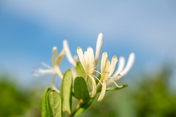 Fototapeta premium Lonicera japonica, known as Japanese honeysuckle and golden-and-silver honeysuckle. Cape Tsumeki, Shimoda city, Izu Peninsula,Shizuoka Prefecture, Japan. Philippine Sea Plate. 