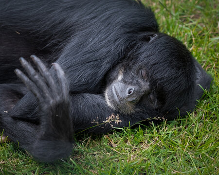 Black Spider Monkey Resting on Grass