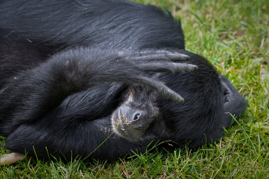 Black Spider Monkey Resting on Grass