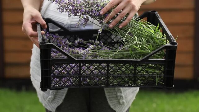 Female farmer holding a black plastic crate full of freshly picked lavender flowers and stems