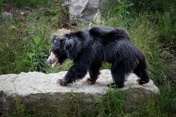 Large Sloth Bear in Search of Food © Ian