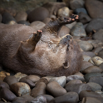 Asian Short-clawed Otter Playing with a Stone