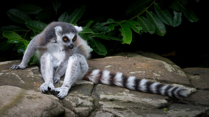 Fototapeta premium Ring-tailed Lemur Sitting on a Rock