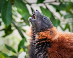 Fototapeta premium Red Ruffed Lemur Enjoying its Food
