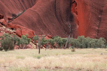 View of dry trees in front of a big canyon. © AlexandraDaryl