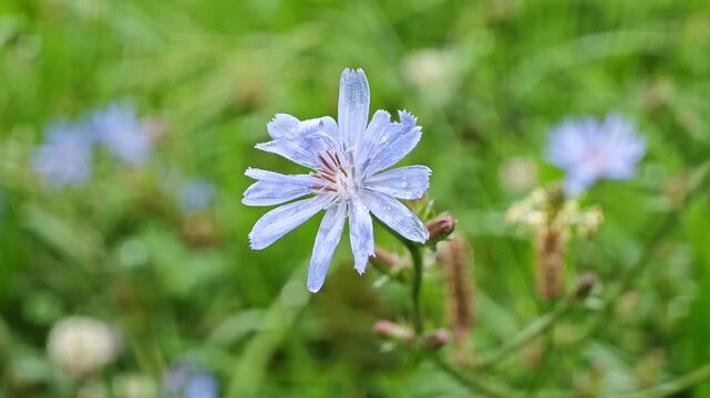Macro shot of a beautiful blue chicory flower blooming on a summer meadow, traditional organic medicinal herb used for healthy coffee alternative