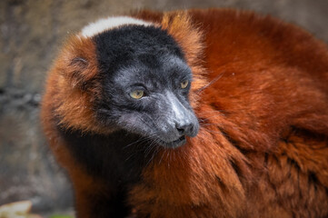 Red Ruffed Lemur Enjoying its Food © Ian