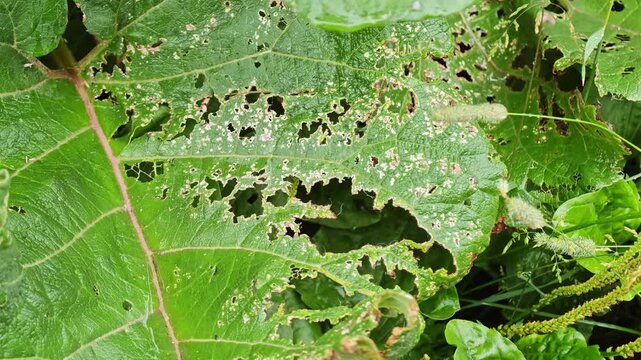 Macro shot of green burdock leaves damaged and eaten by insect pests, concept of plant diseases, agronomy and garden crop protection