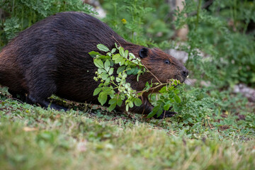 North American Beaver © Brittany