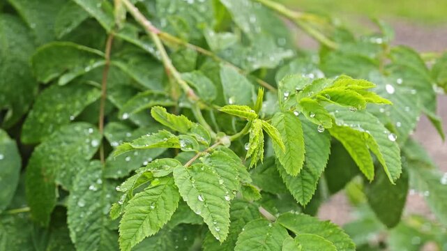Macro shot of wild rosa canina rosehip leaves covered with fresh rain drops and gently swaying in a summer breeze, organic botanical plant for cosmetics