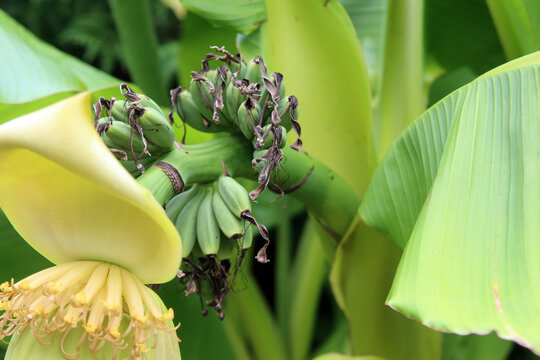 Bananenstaude mit Bl&uuml;ten und kleinen Bananen