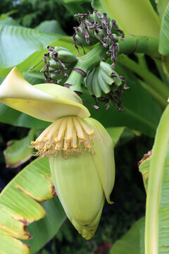 Bananenstaude mit Bl&uuml;ten und kleinen Bananen