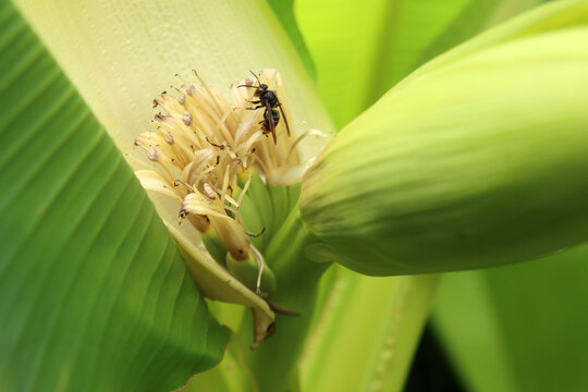 Asiatische Hornisse an einer Bananenbl&uuml;te
