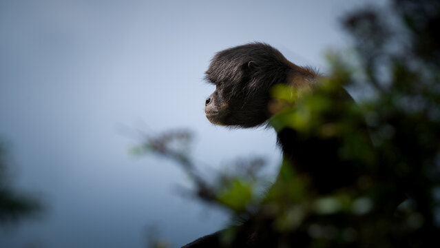 Black Spider Monkey Sitting on top of a Pole