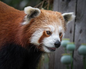 Obraz premium Close up Cute Red Panda