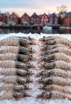 Raw Grey Shrimp on Snow Ice Flatlay with Blurred Bergen Background