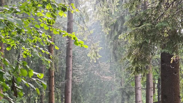 Beautiful sunshower in a summer forest with rain drops falling through sunny trees and soft fog, atmospheric landscape background for meditation, zen wellness and eco tourism travel videos