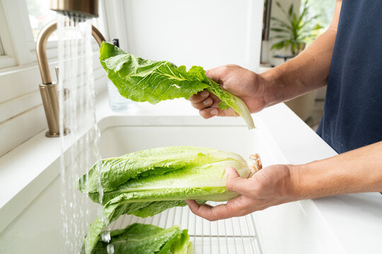 Hands separating romaine lettuce leaf under running water
