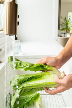 Hands washing romaine lettuce under kitchen faucet vertical