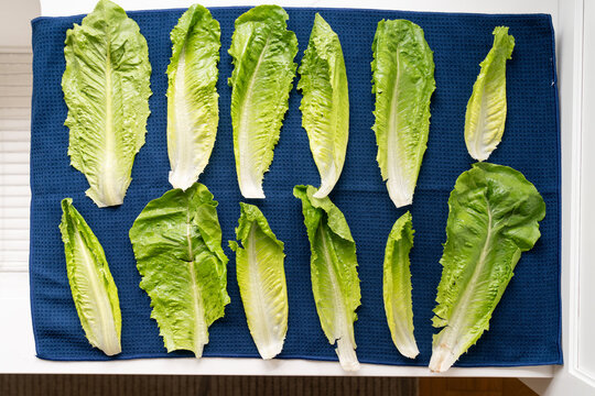 Washed romaine lettuce leaves drying on blue towel