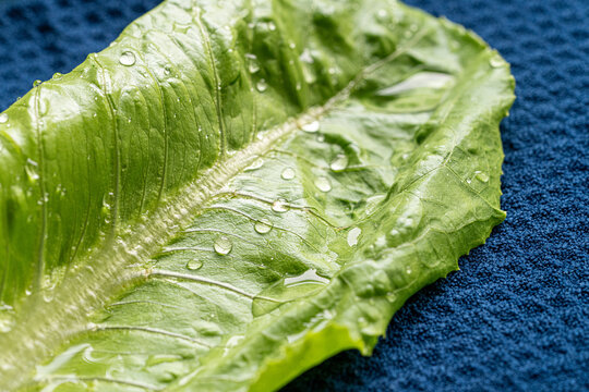 Washed romaine lettuce leaf with water droplets on blue towel
