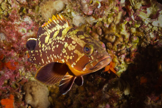 Dusky Mediterranean grouper