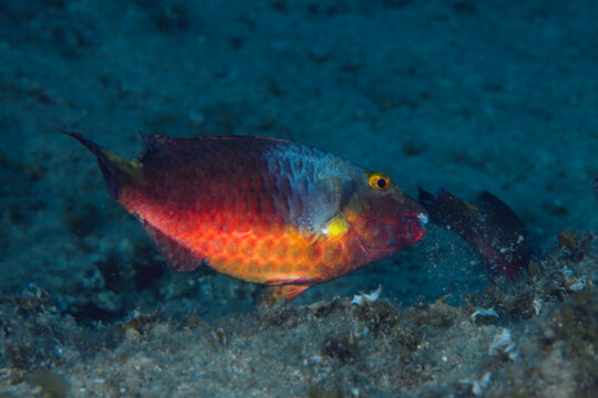 Mediterranean parrotfish