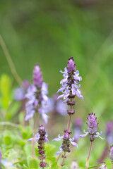Obraz premium Lobster bush (plectranthus neochilus) flowers in bloom