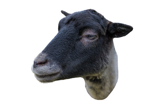 Isolated head of a black sheep with grey muzzle on a transparent background, profile view