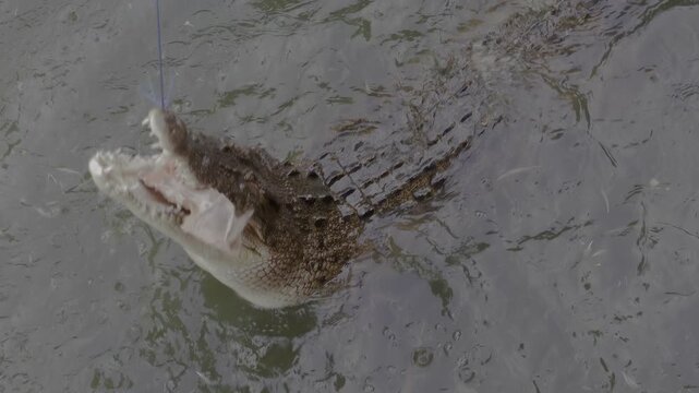 Crocodile swims in the water and catches meat hanging on a rope, slow motion