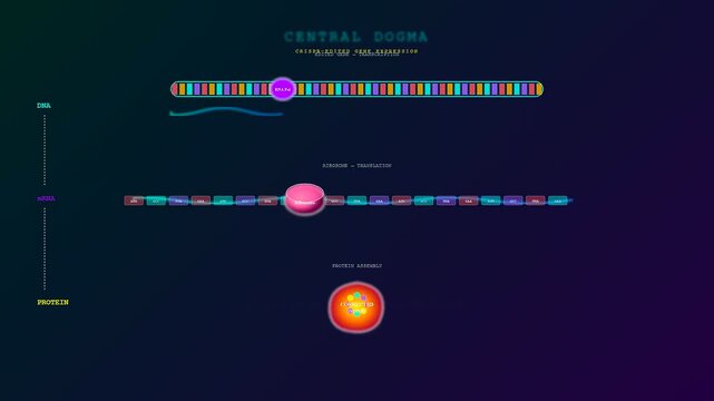 a colorful crispr gene editing process animation showing dna replication and mrna synthesis with protein chain assembly in a digital lab interface on dark background