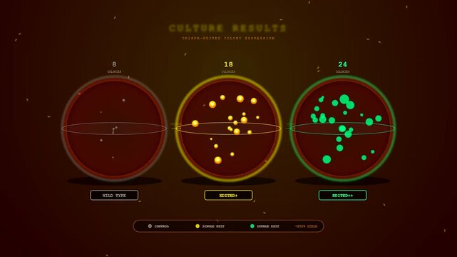 A digital visual representation of crispr gene editing showing bacterial growth progression inside petri dishes with glowing neon spheres isolated on a dark amber background