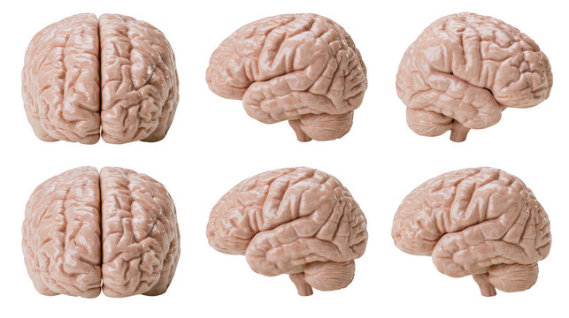 A set of human brain models on transparent background