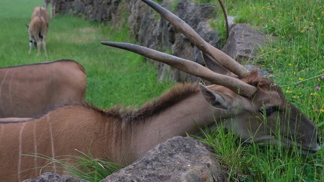 A close-up photograph of a majestic common eland Taurotragus oryx, the largest species of antelope found in Africa.