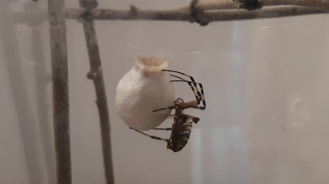 Timelapse of female Wasp Spider (Argiope bruennichi) spinning protective silk egg sac