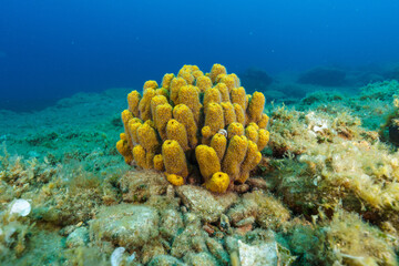 coral reef and coral © Evgenios