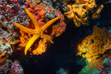 starfish in a coral reef © Evgenios