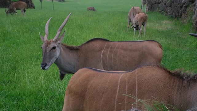 A close-up photograph of a majestic common eland Taurotragus oryx, the largest species of antelope found in Africa.