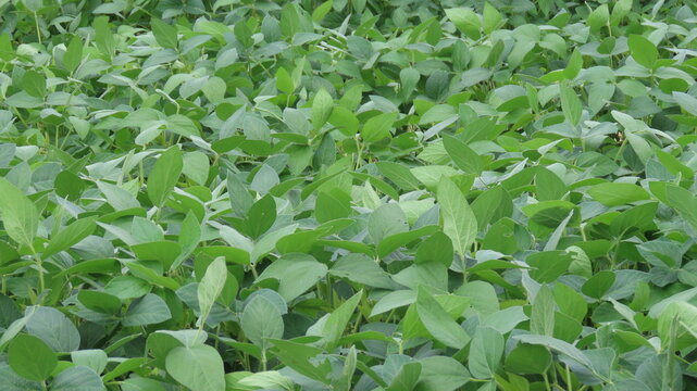 green tea leaves