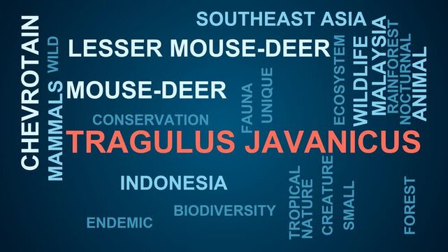 Tragulus Javanicus Word Cloud