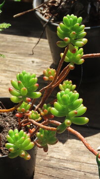 branch of a tree