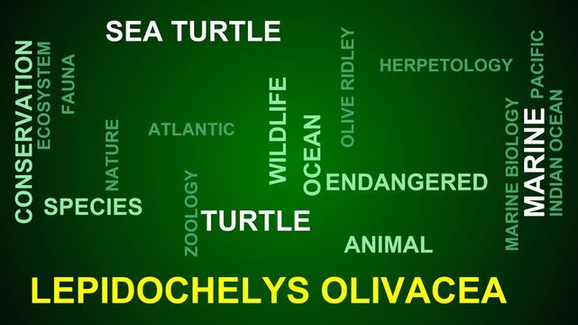 Lepidochelys Olivacea Word Cloud
