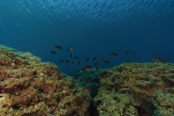 coral reef with fish © Evgenios