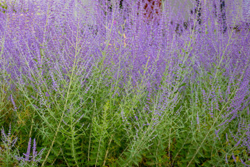 Selective focus purple blue spire flowers in the garden with warm sunlight, Salvia yangii or Perovskia atriplicifolia is a flowering herbaceous perennial plant and subshrub, Natural floral background. © Sarawut