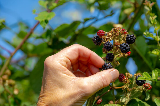 Self pick the wild blackberry in the forest, A man hand picking of ripe blackberries, Health benefits of berries, Rubus is a large and diverse genus of flowering plants in the rose family, Rosaceae.